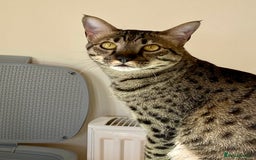 Savannah cats for sale: F5 Savannah Cat Male - Image 3