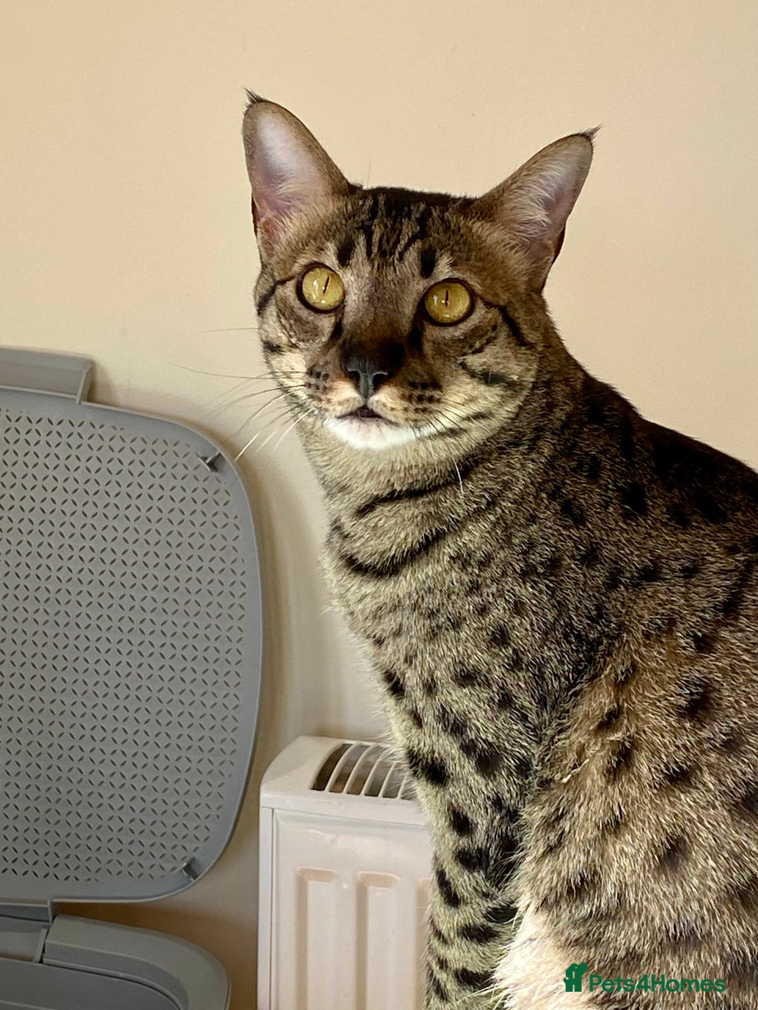 Savannah cats for sale: F5 Savannah Cat Male - Image 3