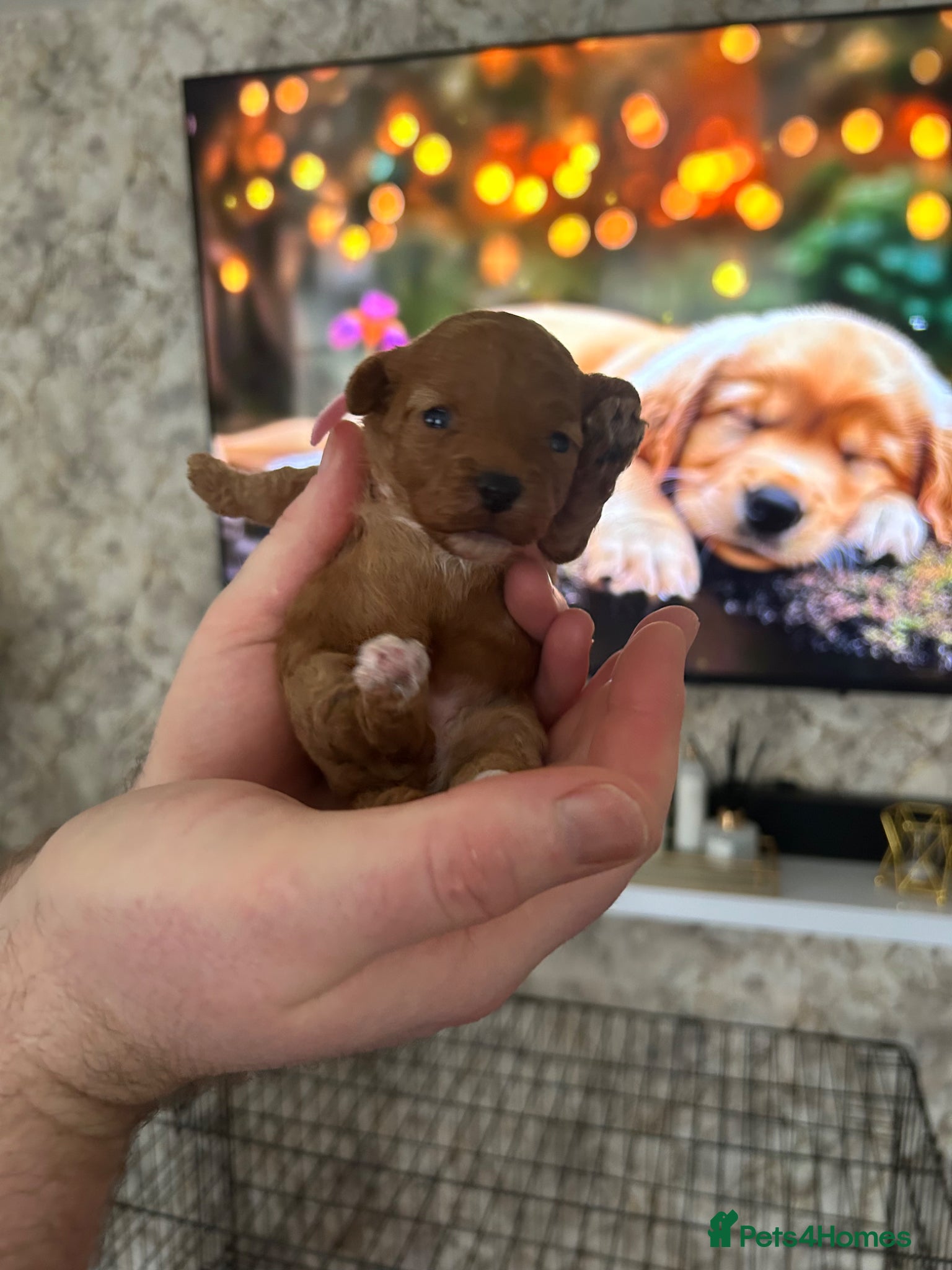 Poochon dogs Toy poochon - Advert 10