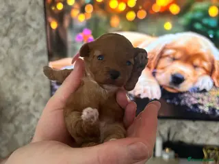 Poochon dogs Toy poochon - Advert 10