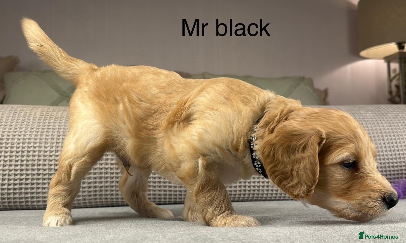Goldendoodle dogs for sale: HEREDITARY HEALTH TESTED MUM. DNA TESTED DAD - Advert 2