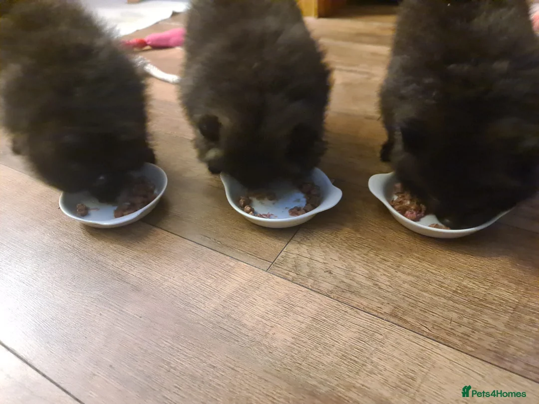 Pomeranian dogs for sale: KC registered  ** mall black Pomeranian Boys - Advert 10