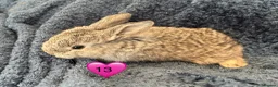 Mini Lop rabbits for sale: Pure bred mini lop bunnies - Advert 31