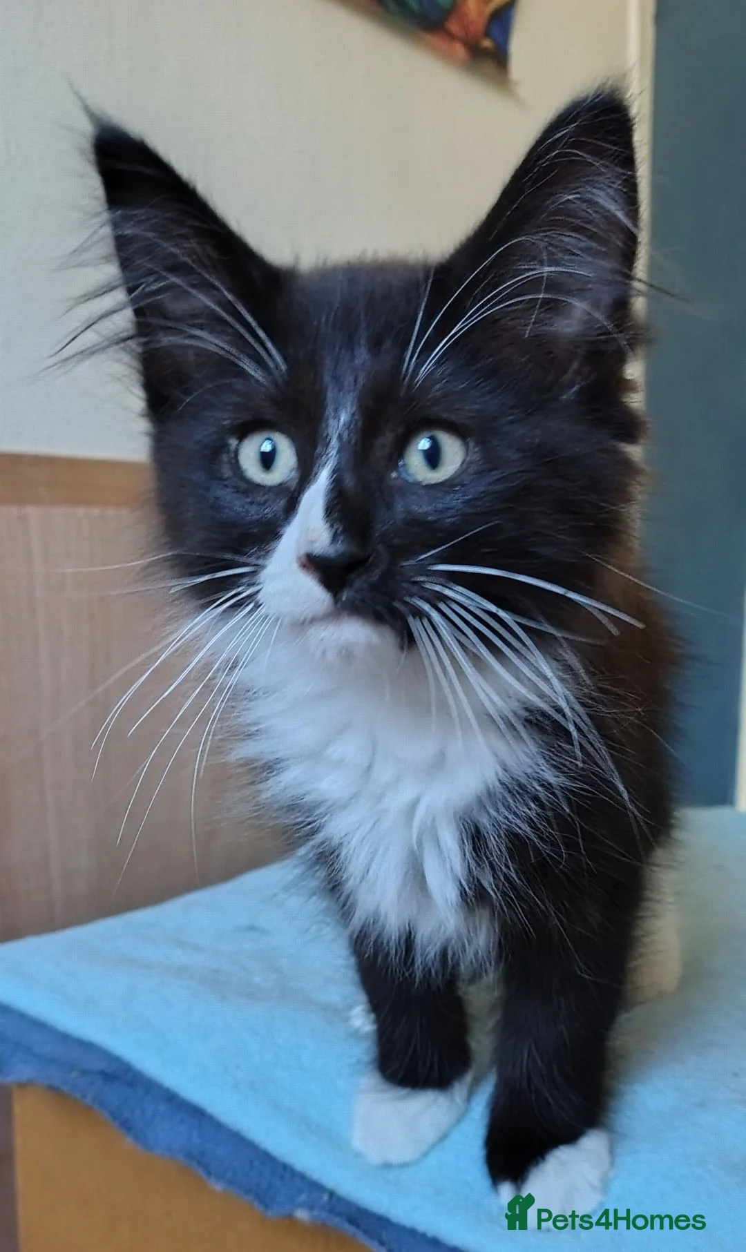 Norwegian Forest Cat cats for sale: Beautiful pedigree Norwegian Forest kittens  - Advert 3