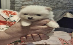 Pomeranian dogs for sale: white pom puppies - Image 6