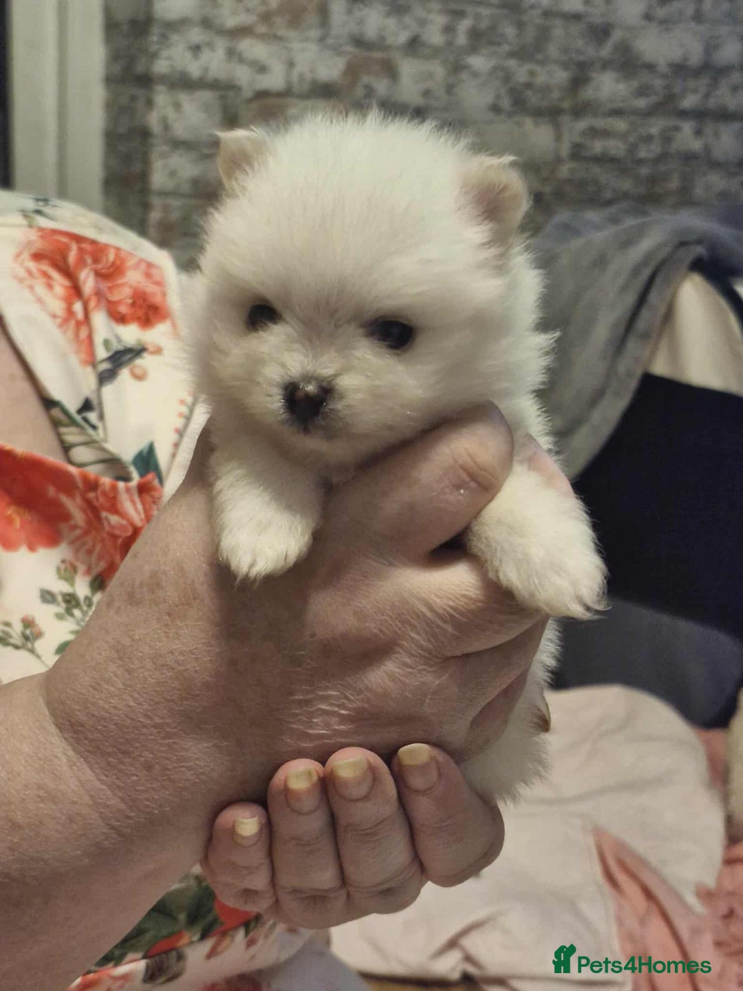 Pomeranian dogs for sale: white pom puppies - Image 6