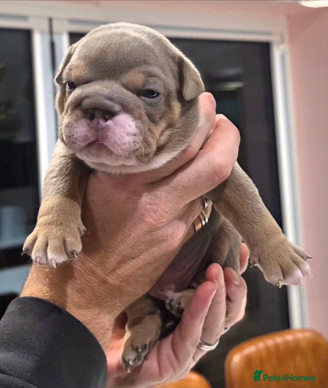 English Bulldog dogs for sale: Lilac/tan/ white English Bulldogs. 5 males. - Advert 8