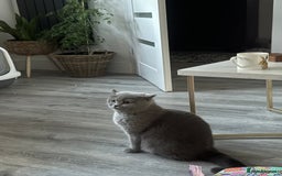 British Shorthair cats for sale: British shorthair female  - Image 3