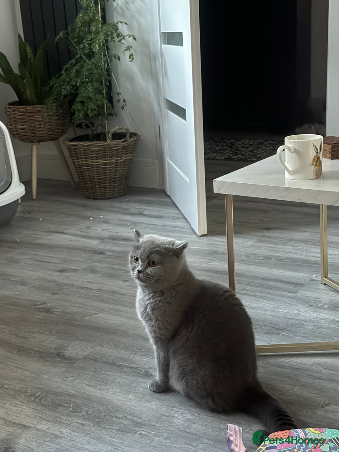 British Shorthair cats for sale: British shorthair female  - Image 3