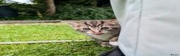 Mixed Breed cats for sale: Need Sale ASAP 3 Kittens & 2 Cats Available  in Gloucester - Advert 21
