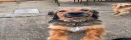 Mixed Breed dogs for adoption: Shy Obi in ELY - Advert 6