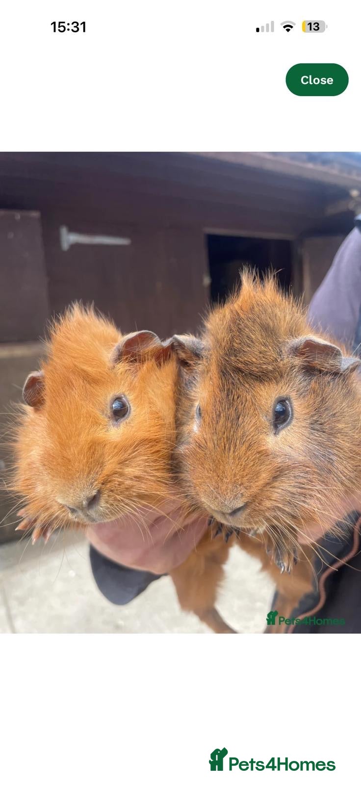 Guinea Pig rodents Young Guinea pigs well bonded boys  - Advert 2