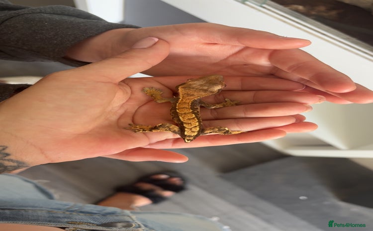 Gecko reptiles - Advert 2