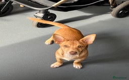 Mixed Breed dogs for sale: reggie roo - Image 2