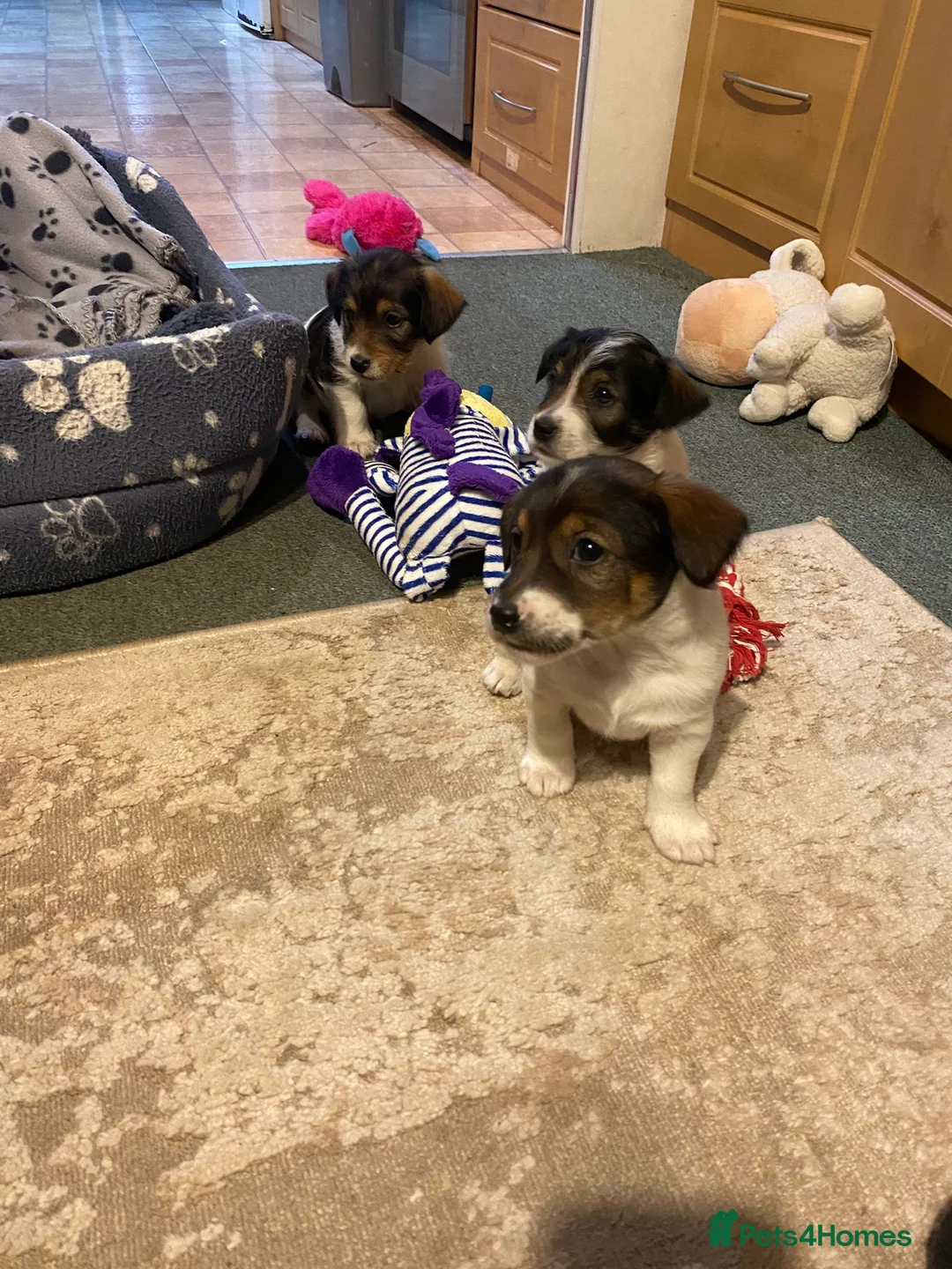 Jack Russell dogs for sale: Jack Russell puppies  - Advert 1