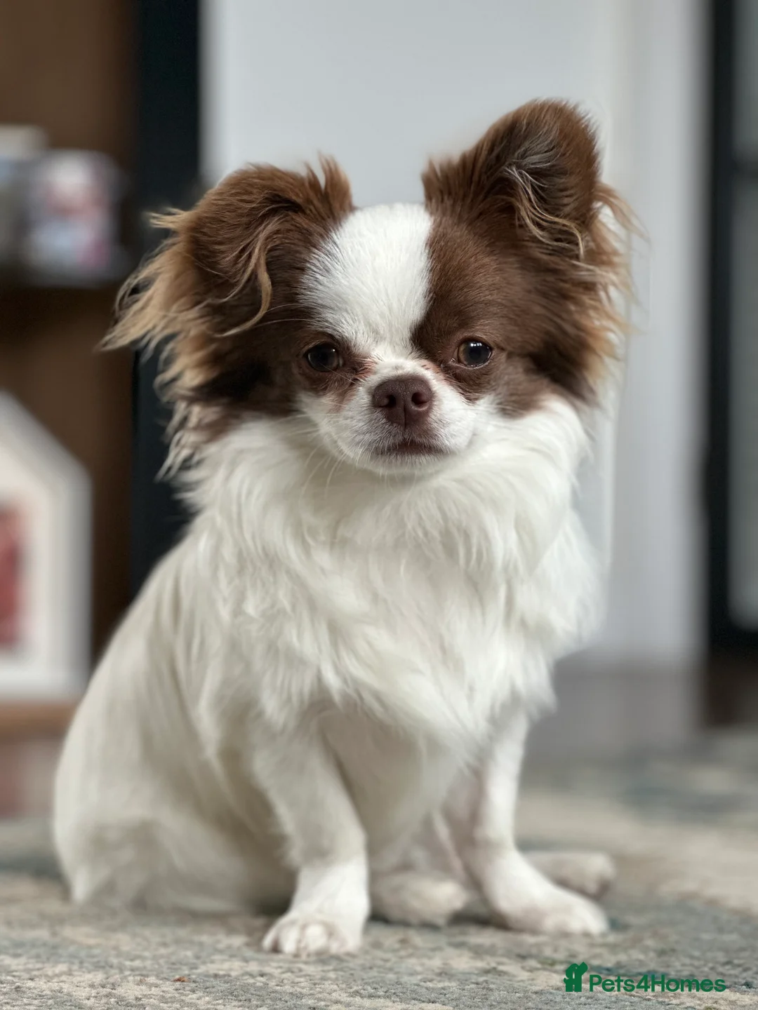 Chihuahua dogs for stud: Long coat chihuahua chocolate and white stud boy - Advert 1