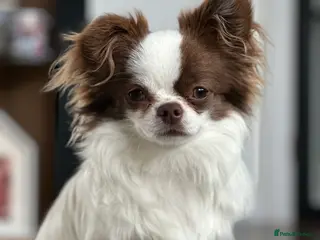 Chihuahua dogs Long coat chihuahua chocolate and white stud boy - Advert 1