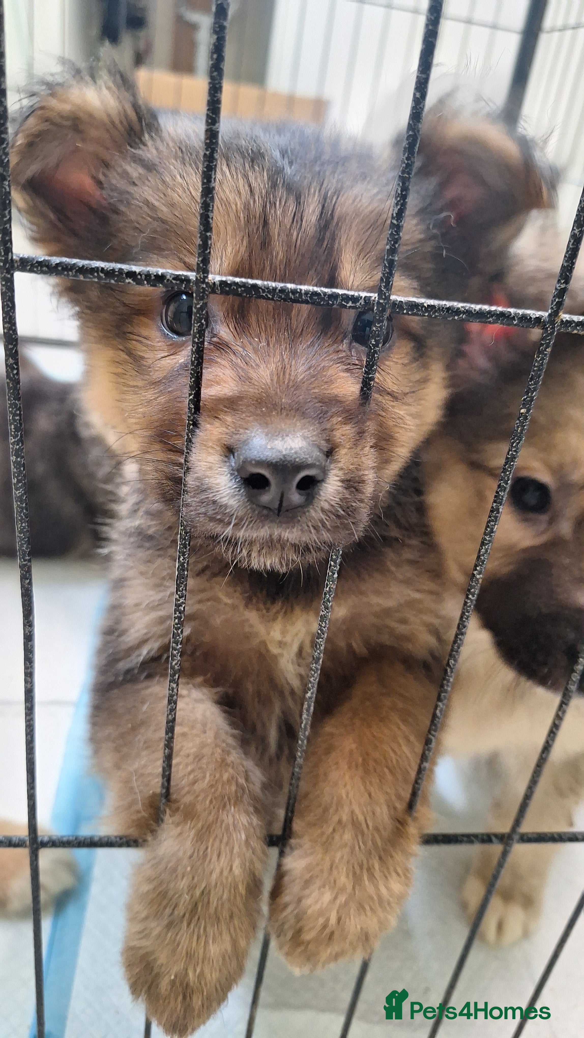 Mixed Breed dogs Shollie Pups - Advert 2
