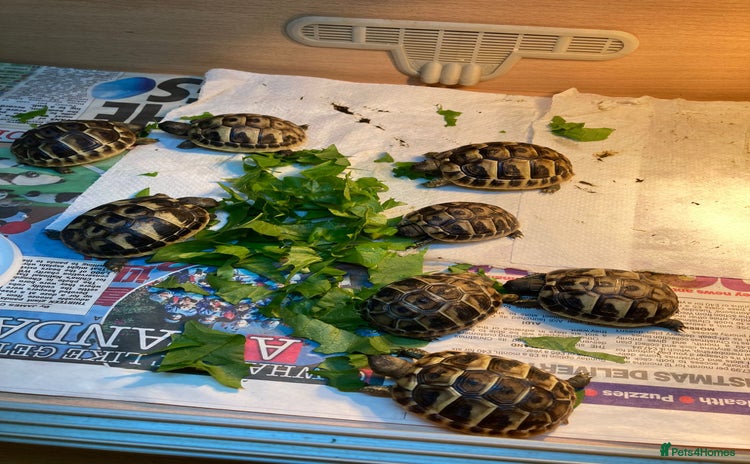 Tortoise reptiles - Advert 4