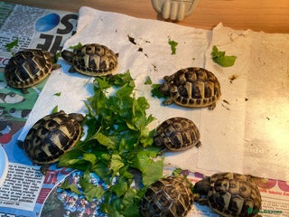 Tortoise reptiles for sale - Advert 1
