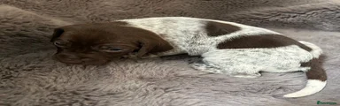 German Shorthaired Pointer Puppy 9