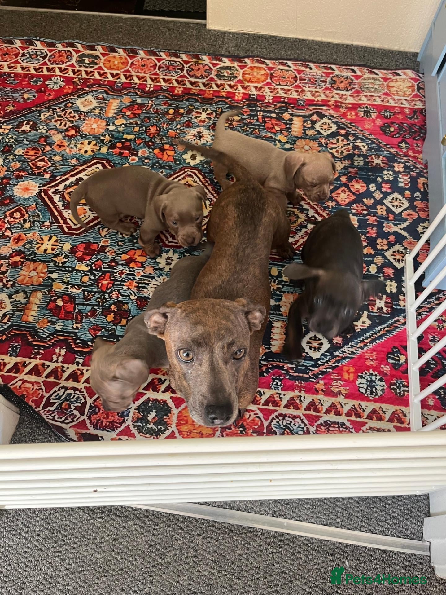 Mixed Breed dogs French Weiner Puppy's  - Advert 1