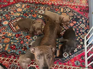 Mixed Breed dogs French Weiner Puppy's - Advert 5