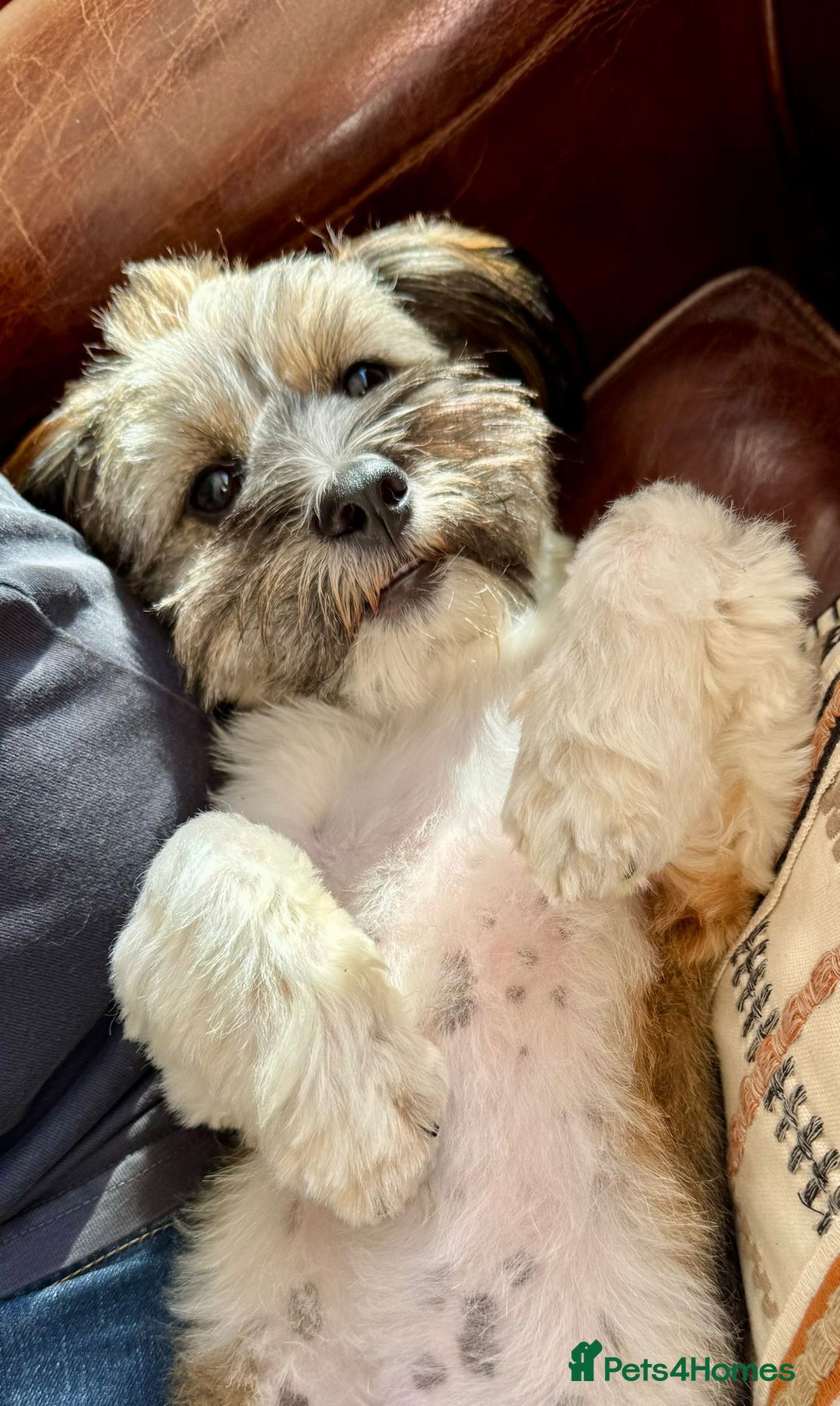 Mixed Breed dogs for adoption: Pepito  - Image 8