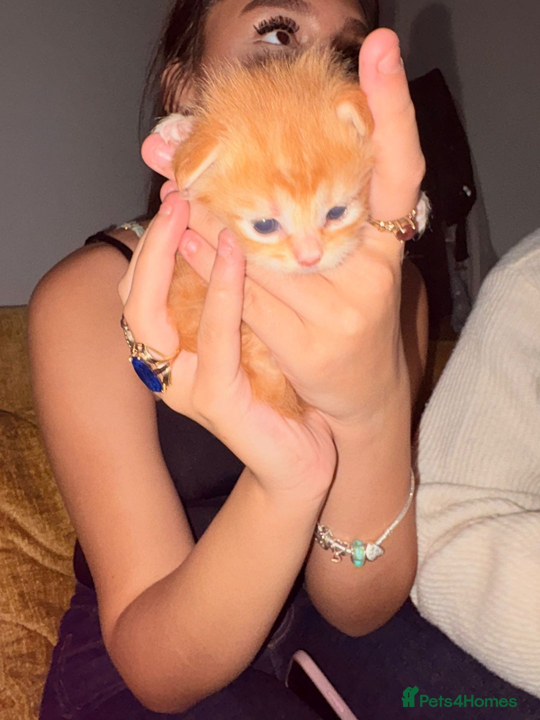 Maine Coon cats for sale: 3 Maine Coon kittens  - Advert 13