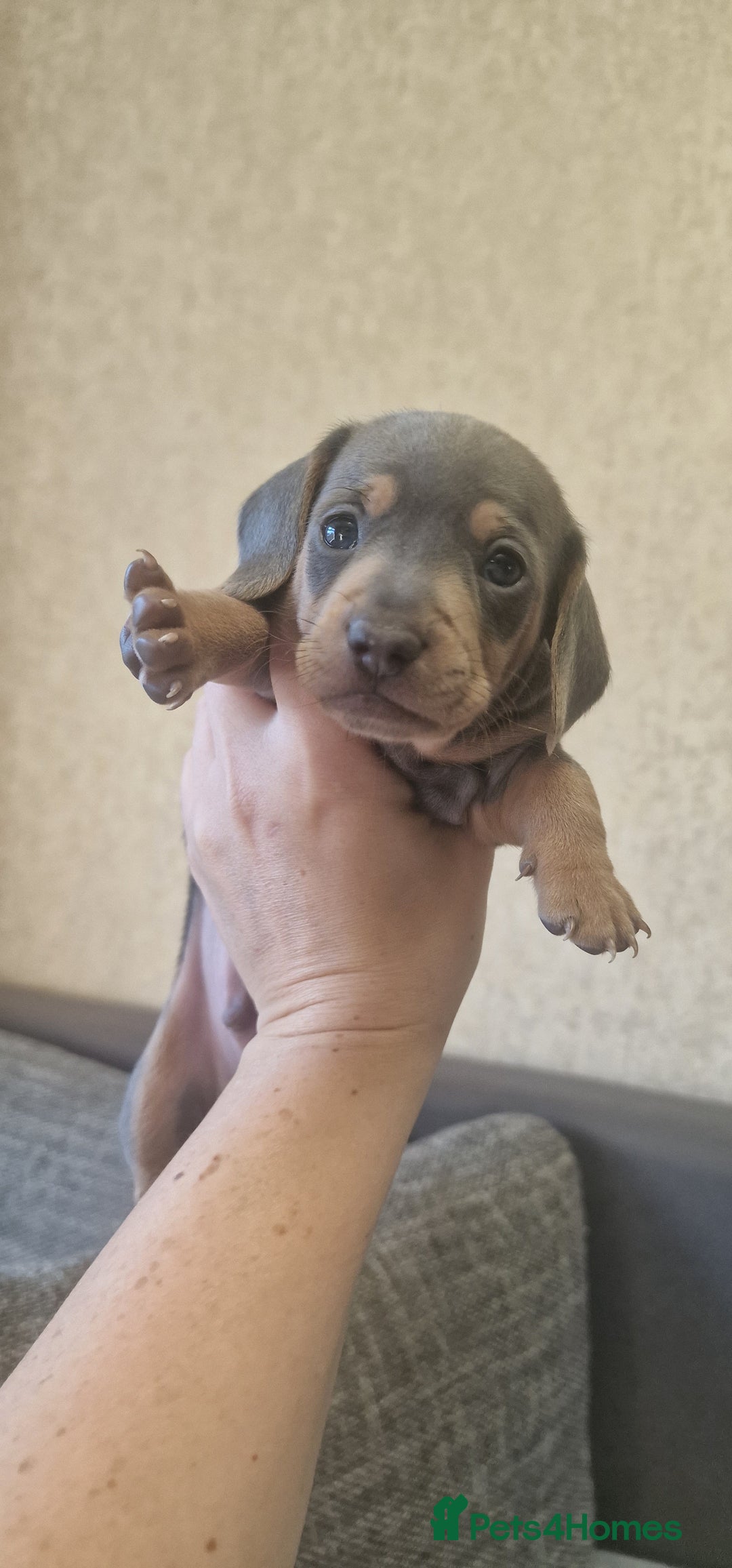 Dachshund dogs for sale: 2 girls and 1 boy miniature dachshund puppies  - Image 2