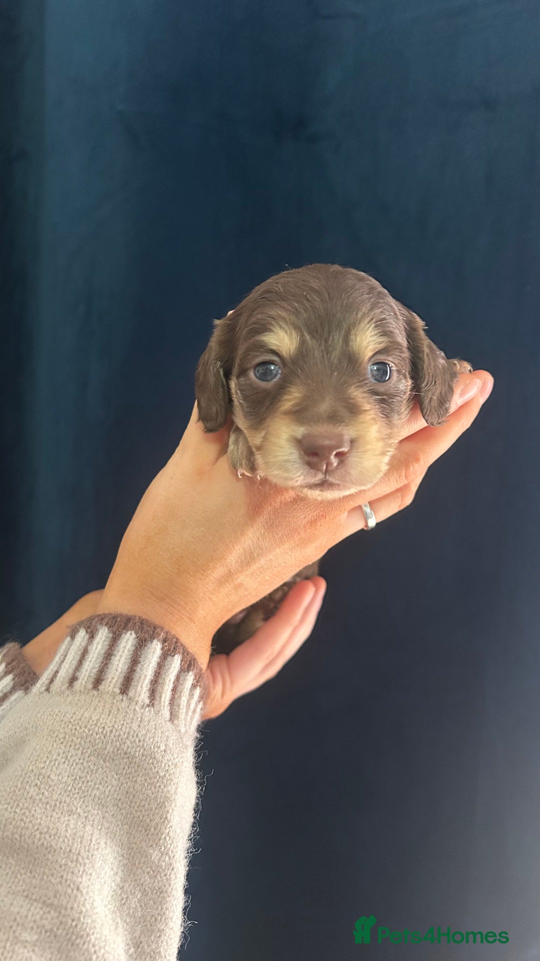 Miniature Dachshund dogs for sale: Gorgeous mini long haired dachshund puppies🐾🩷 - Advert 6