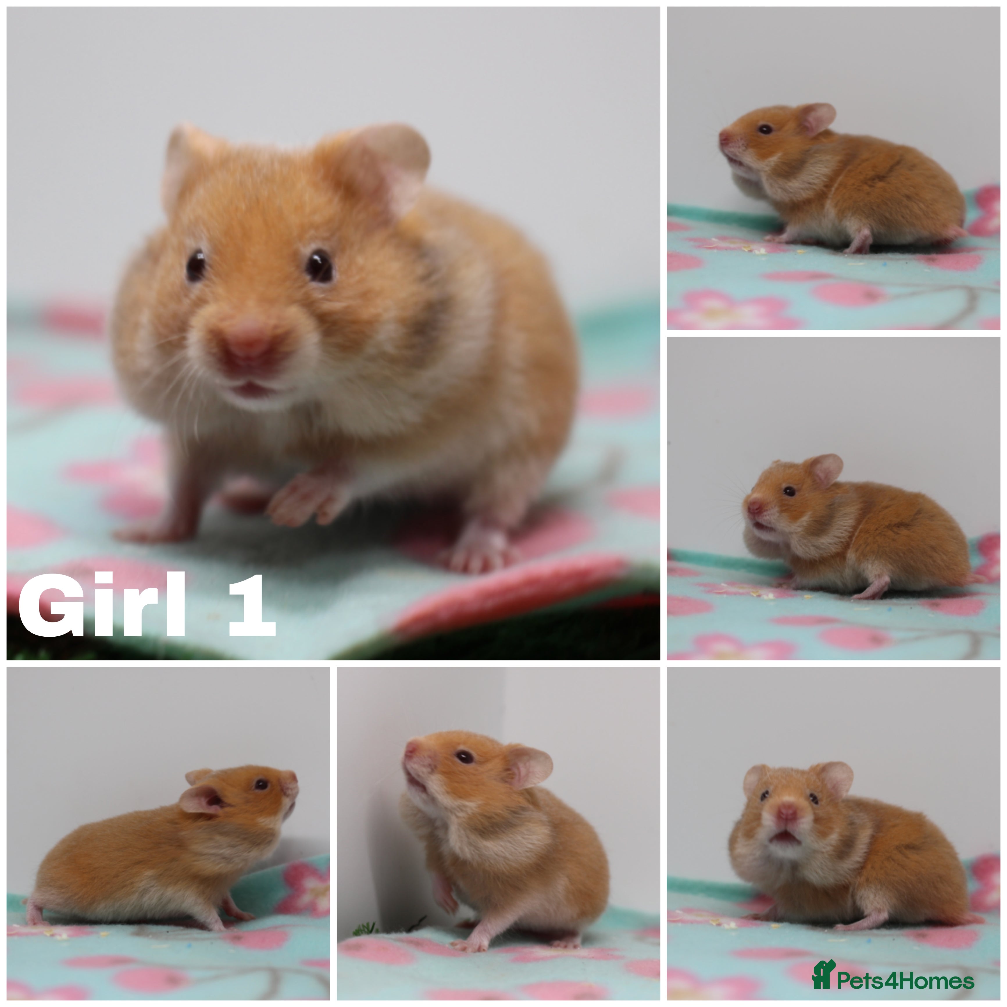 Hamster rodents Beautiful Male & Female Syrain Hamsters  - Advert 1
