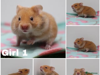 Hamster rodents Beautiful Male & Female Syrain Hamsters - Advert 1