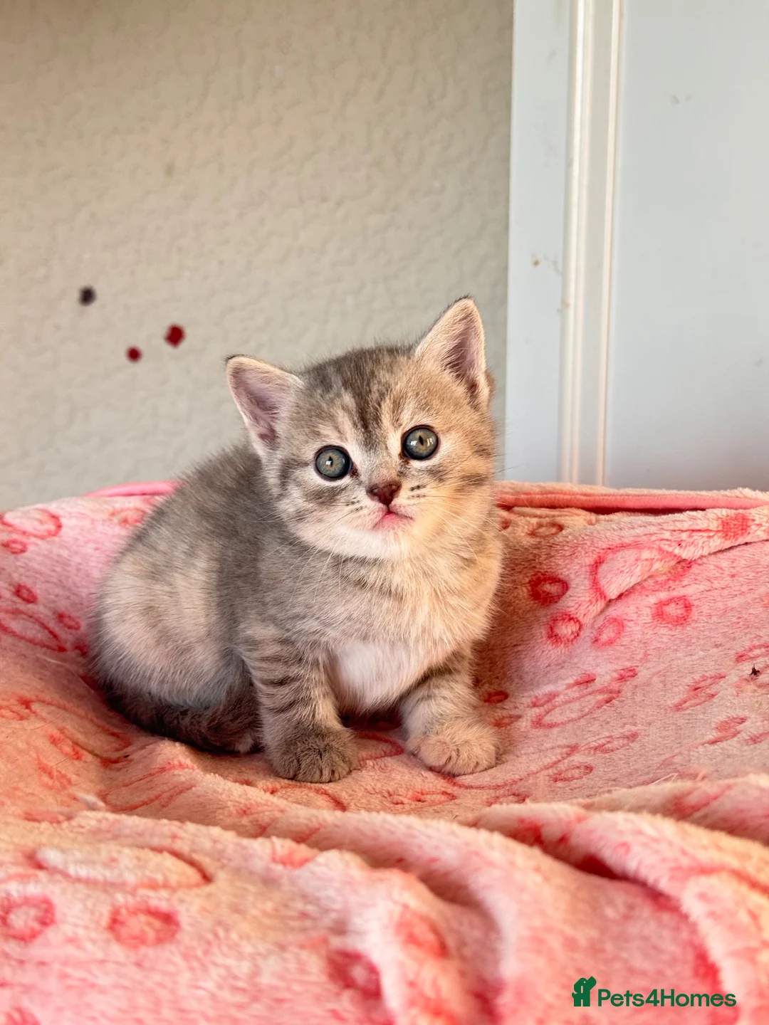 Persian cats for sale: Pure bred beautiful persian kittens  - Advert 2