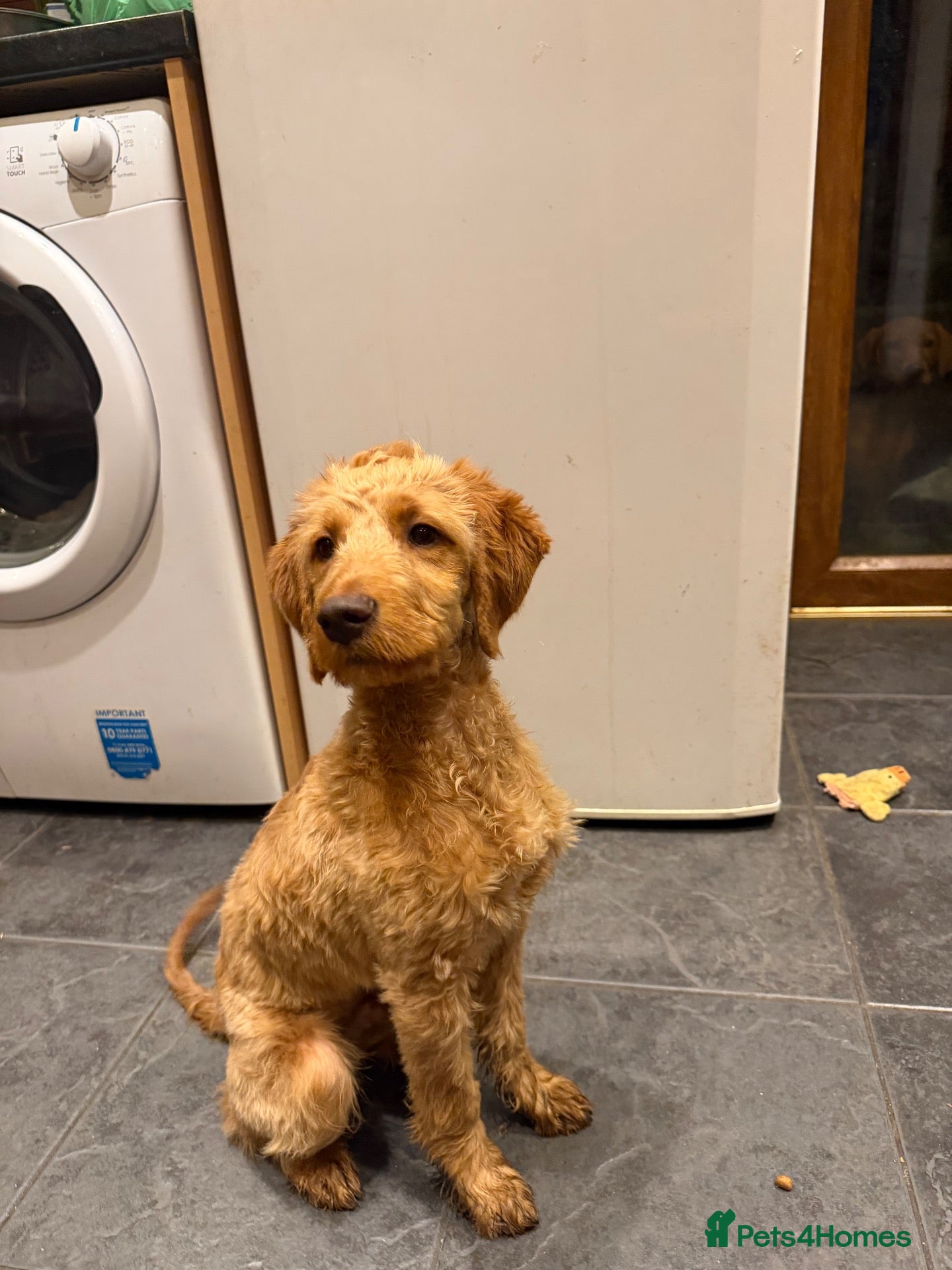 Cockapoo dogs for sale: 4 month old cockapoo male - Advert 1