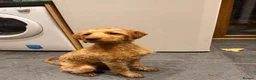 Cockapoo dogs for sale: 4 month old cockapoo male in Turriff - Advert 1