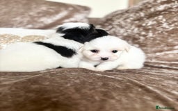 Coton De Tulear dogs for sale: Coton de Tulear puppies  - Image 11