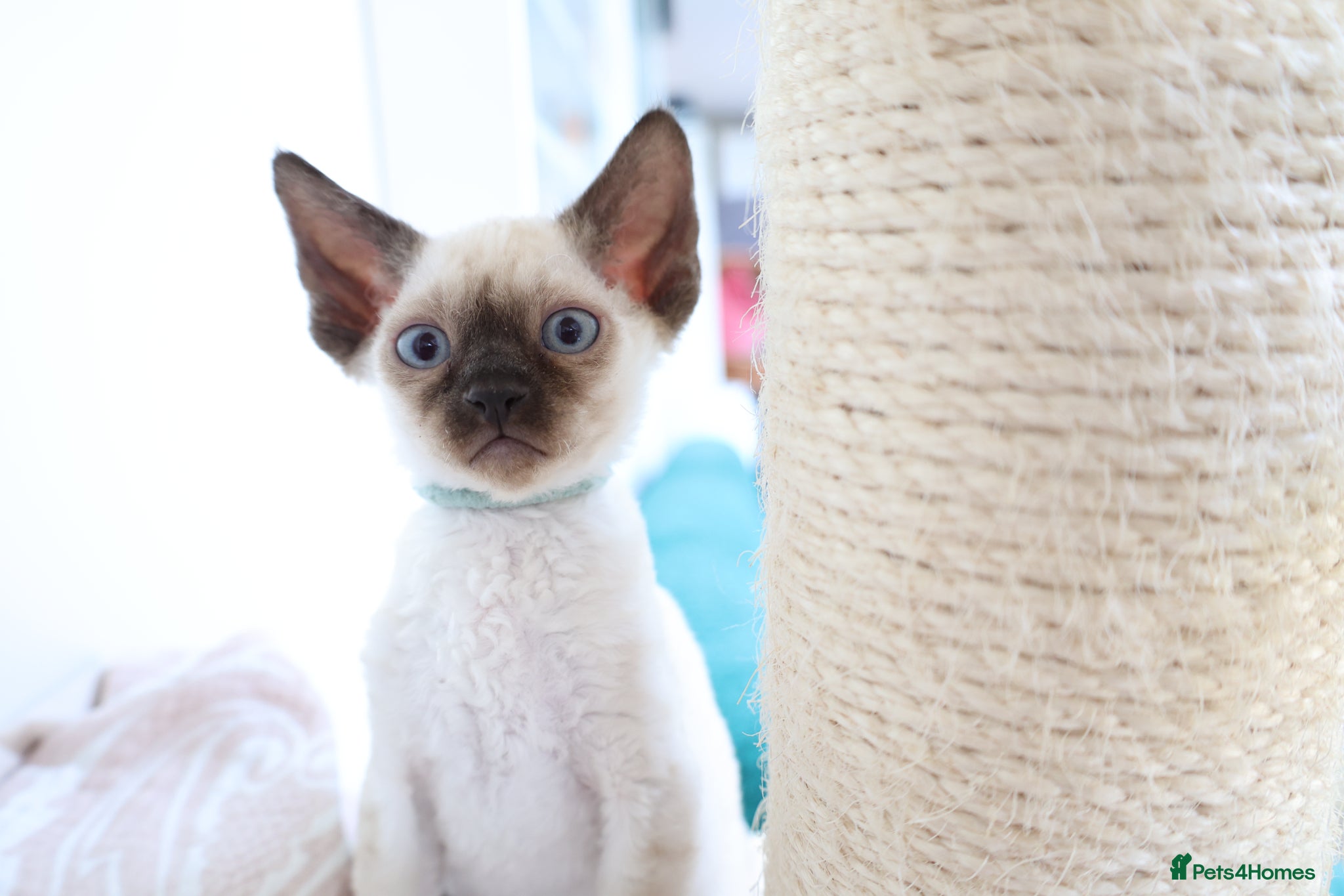 Devon Rex cats Devon rex kittens neutered  included in the price - Advert 2