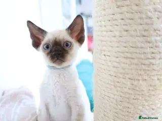 Devon Rex cats Devon rex kittens neutered included in the price - Advert 2