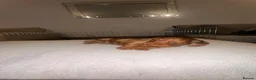 Miniature Dachshund dogs for sale: Miniature dachshund dapple in Warrington - Advert 9