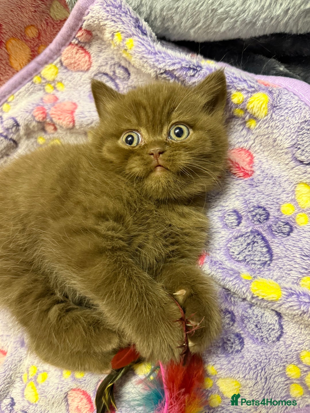 British Shorthair cats for sale: Champion Line British Shorthair Kittens - Advert 15