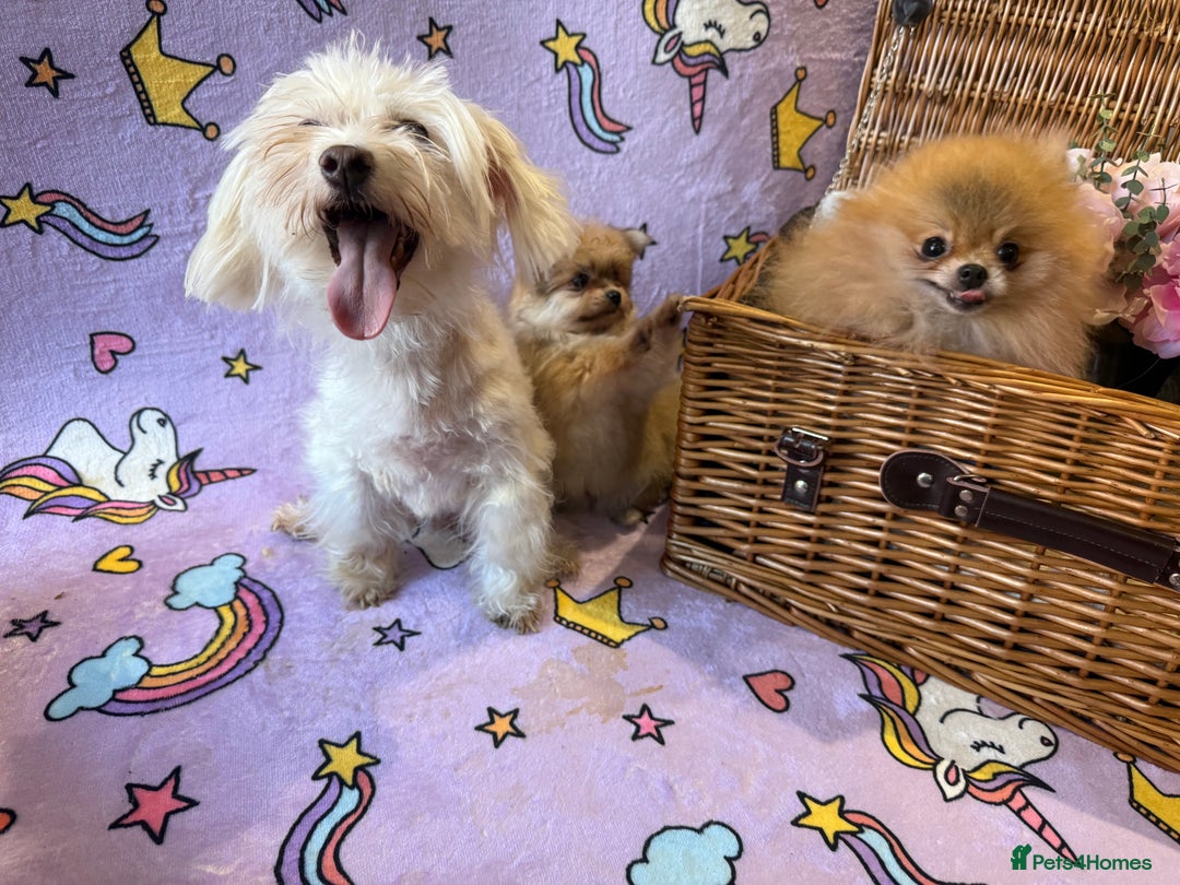 Mixed Breed dogs for sale: Maltipom  - Advert 2
