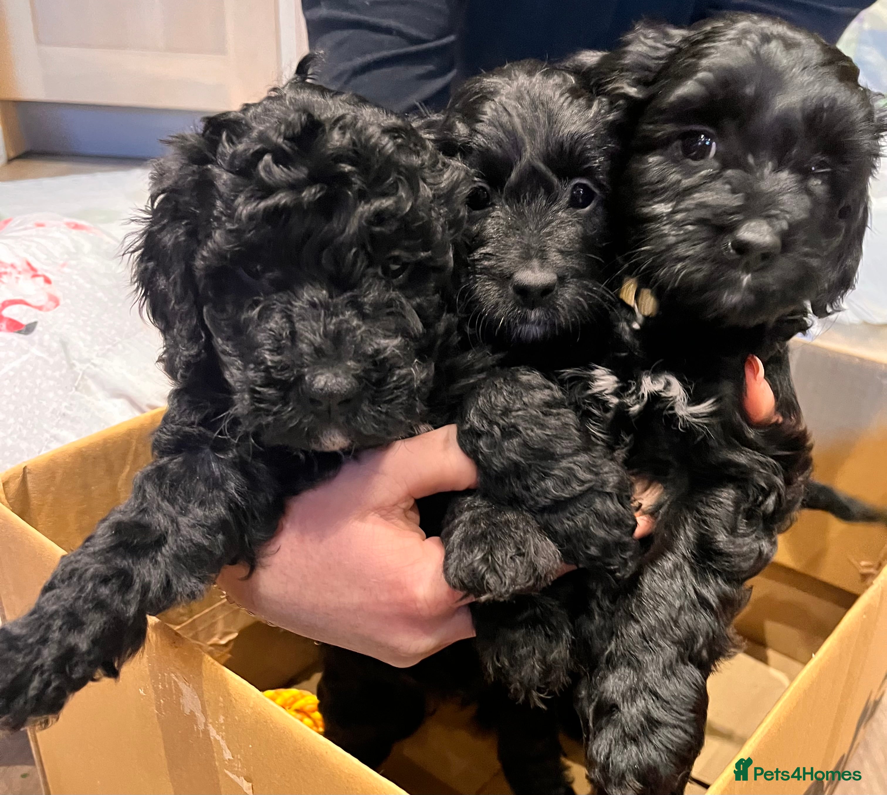 Mixed Breed dogs Stunning black Australian labradoodle pups - Advert 6