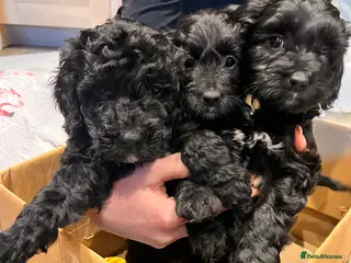 Mixed Breed dogs Stunning black Australian labradoodle pups - Advert 6