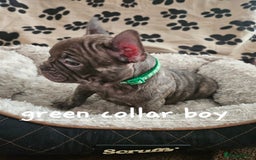 French Bulldog dogs for sale: Absolutely stunning chunky frenchbulldog puppies  - Image 6