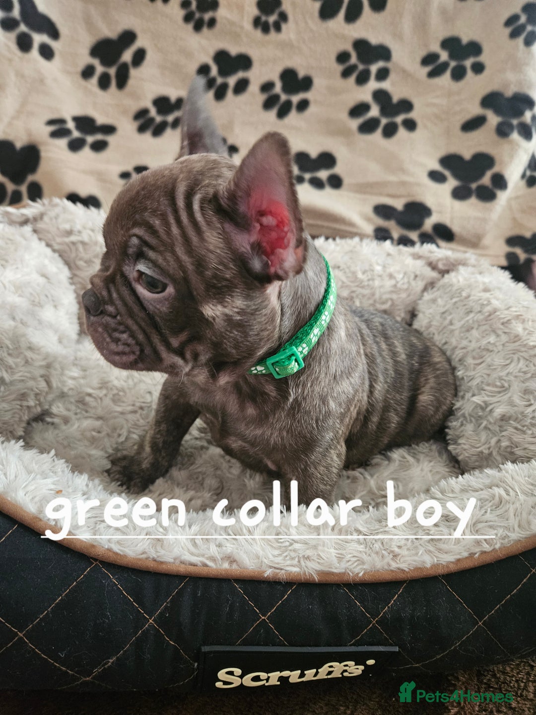French Bulldog dogs for sale: Absolutely stunning chunky frenchbulldog puppies  - Image 6