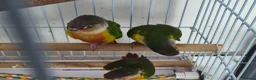 Conures birds for sale: Full aviry(20+)3 baby Green cheek conures  in Edgware - Advert 9