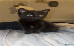 Mixed Breed cats for sale: 3 female kittens - Image 2