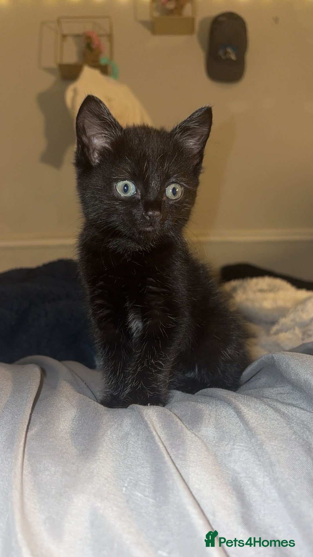 Mixed Breed cats for sale: 3 female kittens - Image 2