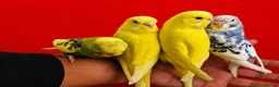 Budgerigars birds for sale: Super silly hand tamed baby budgie - Advert 4